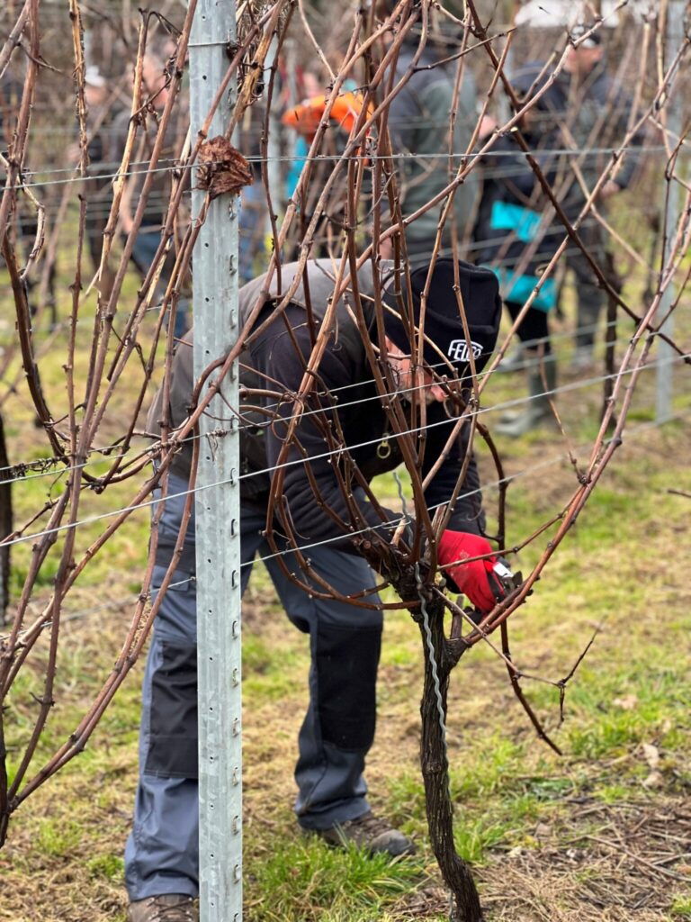 Vineyard pruning