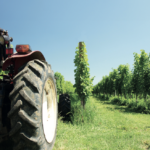 Weed management on fruit and viticulture website