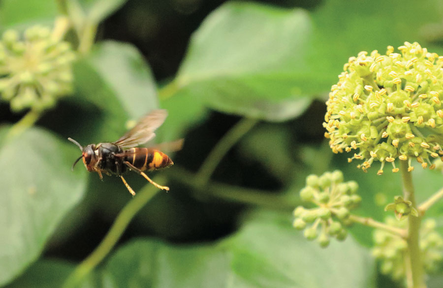 asian hornet