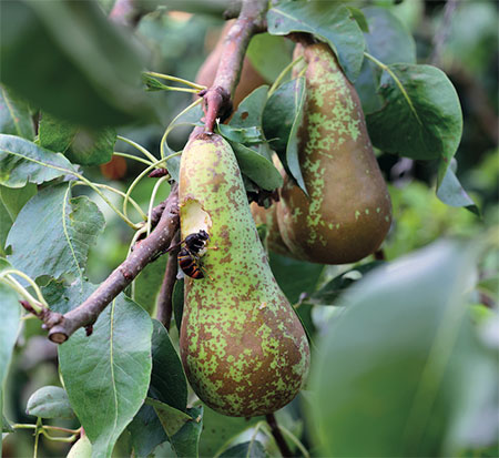 asian hornet eating pear crop
