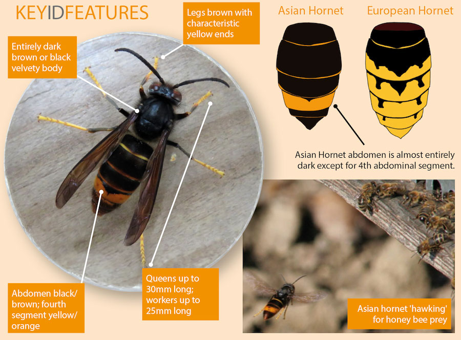 identifying an asian hornet by key id features