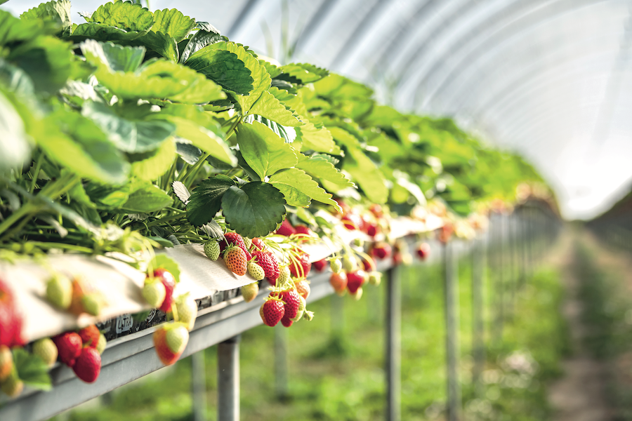UK strawberry farming