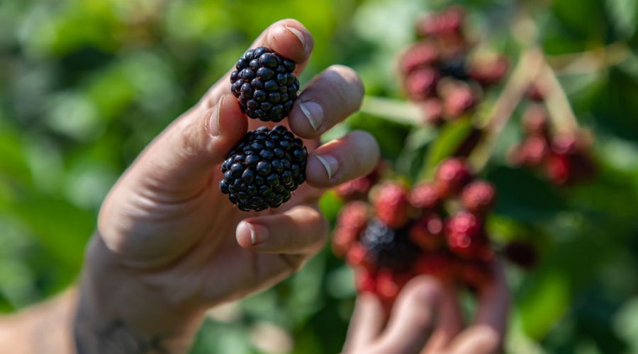 A UK berry grower, Hall Hunter, has recently launched an extensive recruitment programme for workers before the season kicks off for good. 
