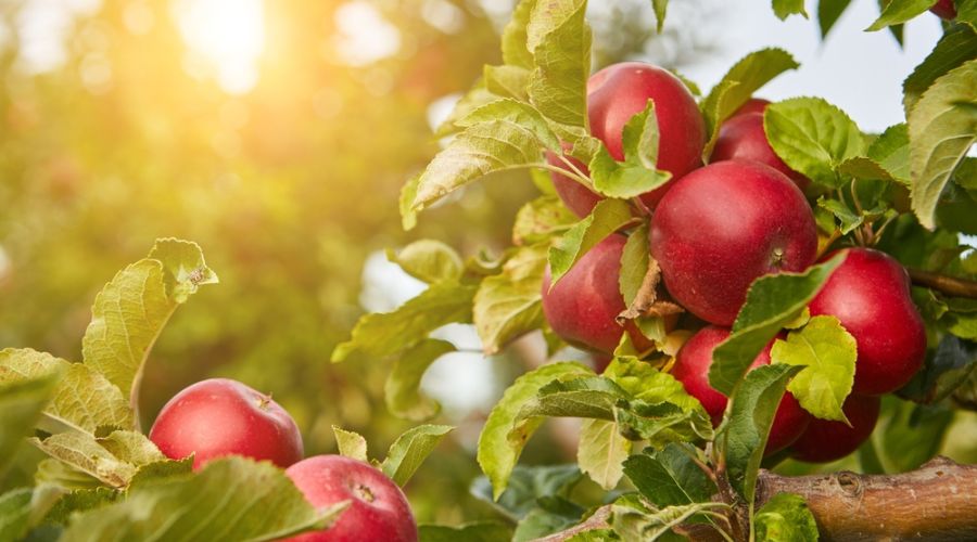 British Apples & Pears Limited (BAPL) executive chair, Ali Capper, said that growing apples and pears in the UK is not profitable right now. 