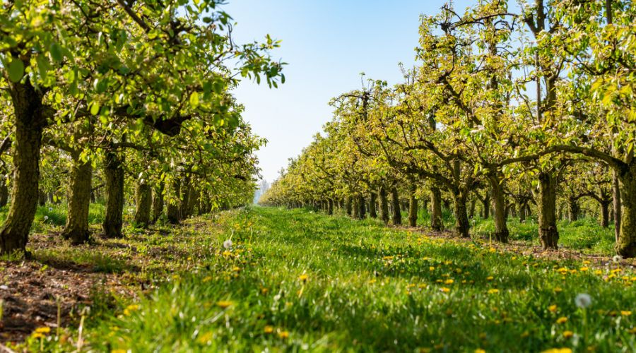 Community orchards and micro woods are set to be planted in Walsall thanks to a £63,000 grant from the Coronation Living Heritage Fund.