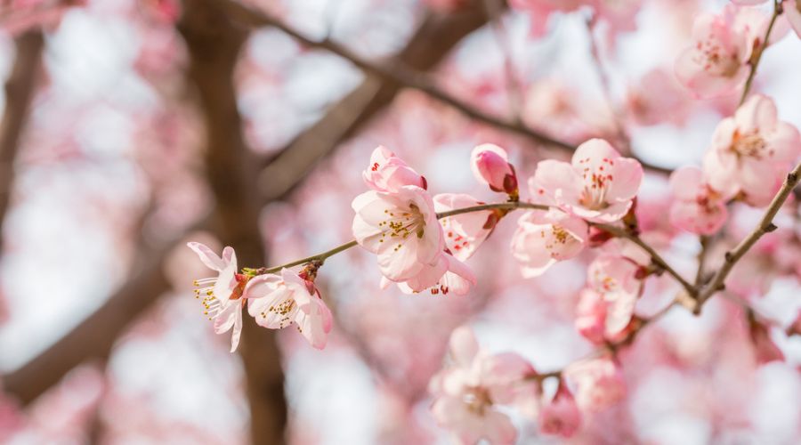 Scientists from University of Reading launch FruitWatch project to understand how climate impacts fruit tree blossom.