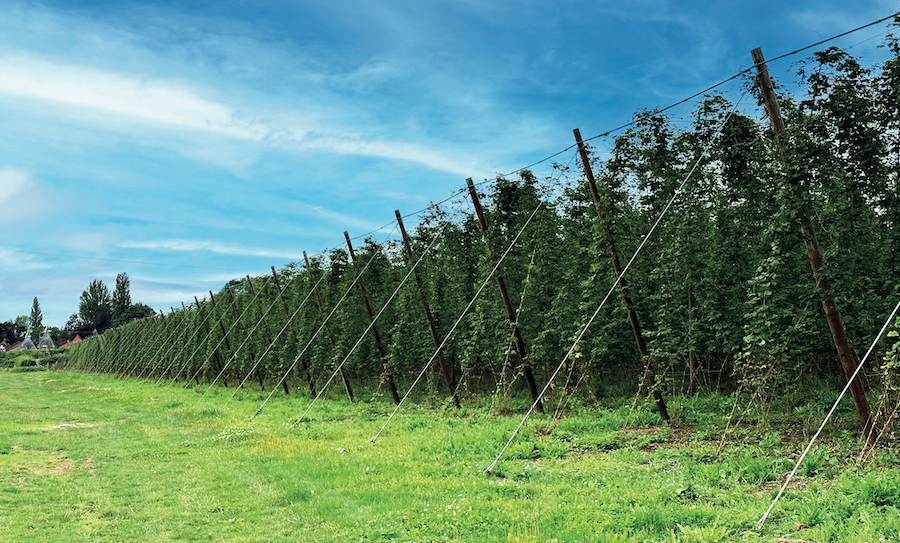 hop field