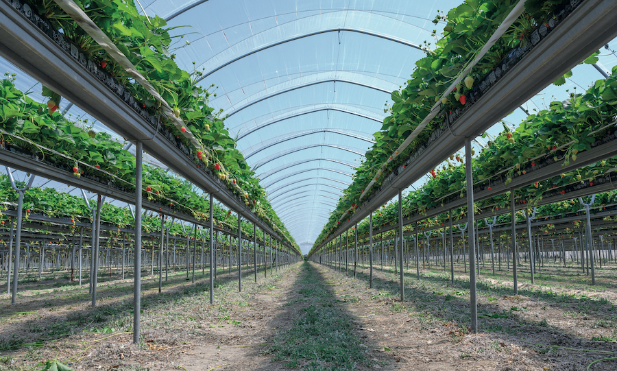 UK strawberry fruit farming