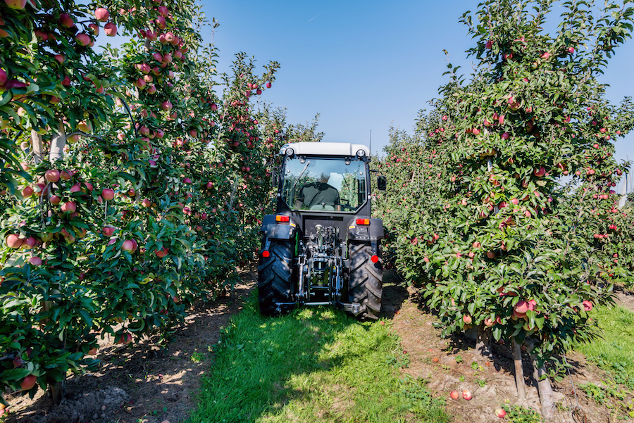 Tractor between rows in apple orchard during apple harvesting
