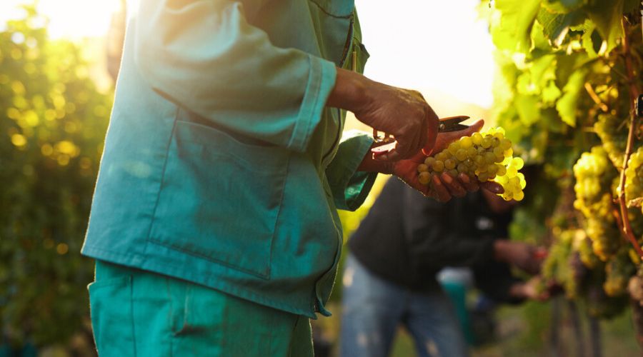 The UK government has set aside £1.5 million this year for a new Future Winemakers’ Scheme (FWS) to help develop skills and job opportunities in the sector and make sure the next generation of viticulturists can build on the successes of the past 20 years.   