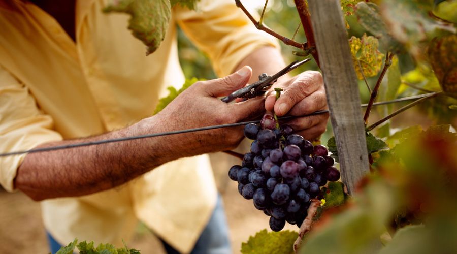 The Wine Society has launched the Climate and Nature Programme that encourages growers to adopt regenerative farming practices.