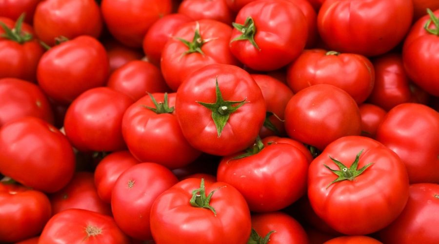 The British Tomato Fortnight campaign is returning this year to promote the humble, delicious, nutritious and responsibly produced British tomato. 
