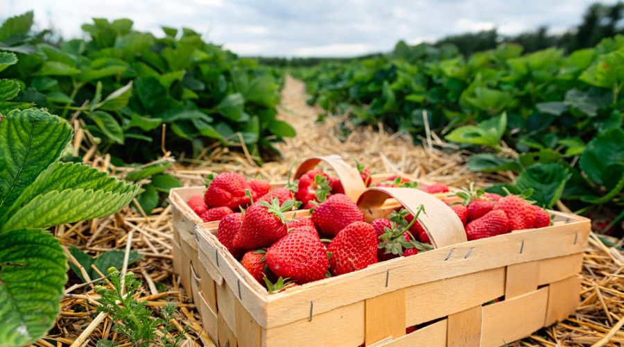 Thanks to higher temperatures and enough sunshine, Summer Berry Company located near Chichester in West Sussex, was able to deliver its first commercial batch of strawberries to supermarket shelves.