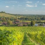 Denbies Wine Estate, has become the first UK vineyard and winery to produce certified net zero wine.