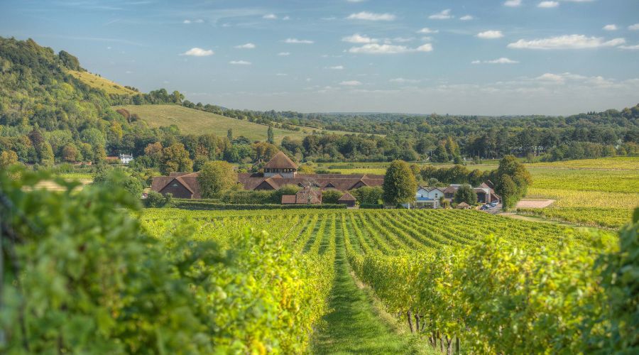 Denbies Wine Estate, has become the first UK vineyard and winery to produce certified net zero wine.