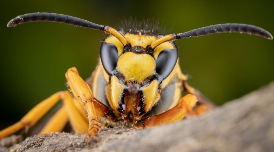 At the beginning of this week, 15th April, Defra revealed that an Asian hornet was discovered and captured in Romford last month.