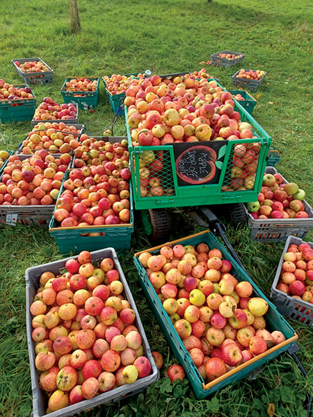 picked apples