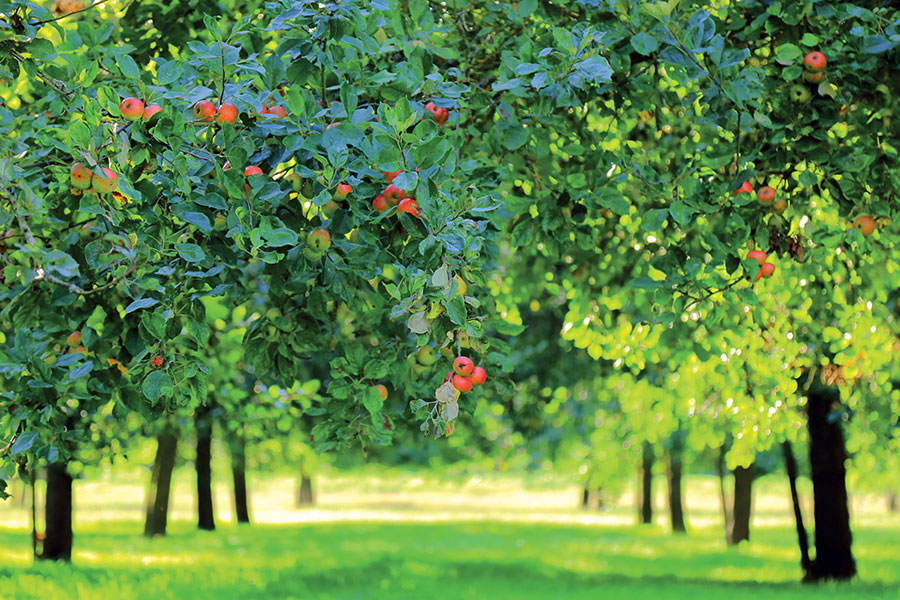 apple orchard