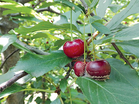 brown rot in cherries