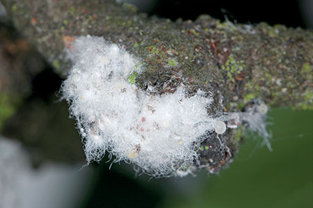 Wignests to relocate earwigs