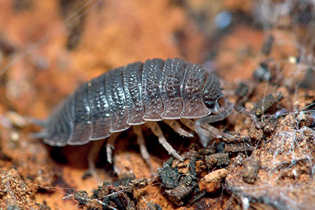 woodlouse