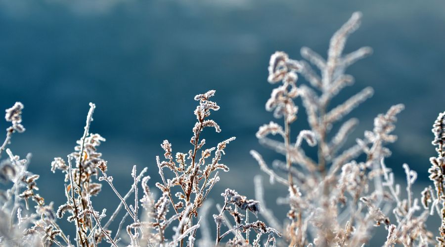 Fruit and vine growers count losses after frost hit many parts of Europe  