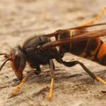 The UK’s chief plant health officer Nicola Spence, issued the warning to be ‘increasingly vigilant’ and report Asian hornet sightings.