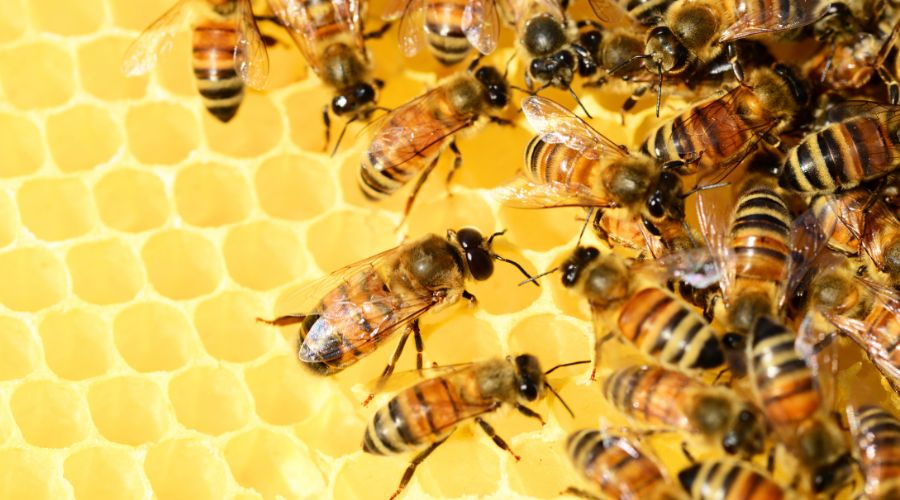 To recognise the pivotal role of bees in the fruit growing and farming sectors, today the world is celebrating Bee Day 2024.