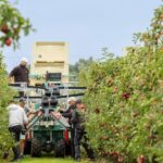 Seasonal workers in apple orchard