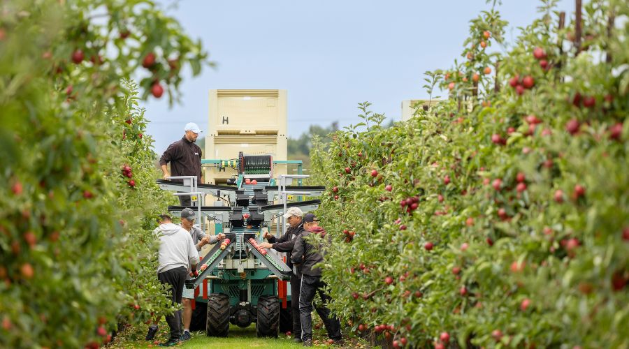 Seasonal workers in apple orchard