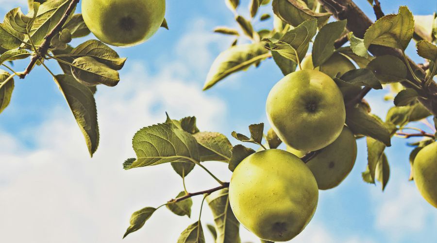 Pears growing in orchard in British sunshine