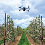 drone in vineyard