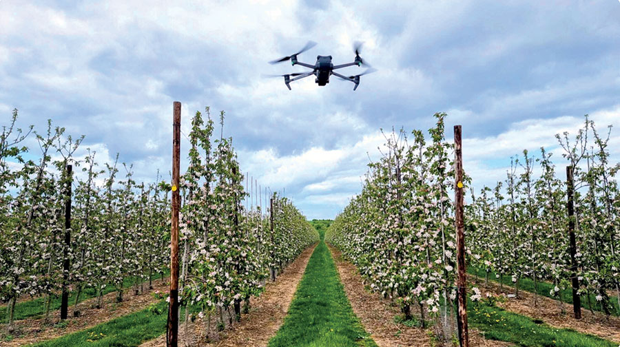 drone in vineyard