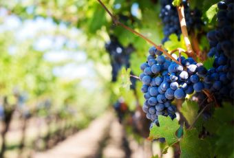 Vineyards black grapes read to be picked