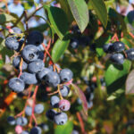 blueberry tree