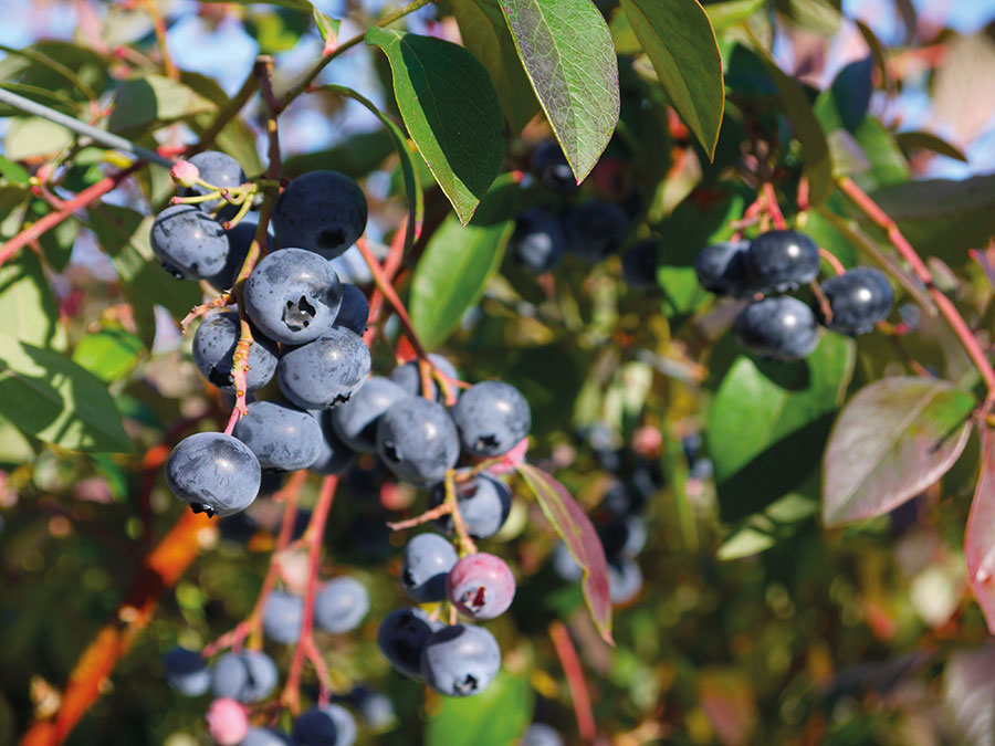 blueberry tree