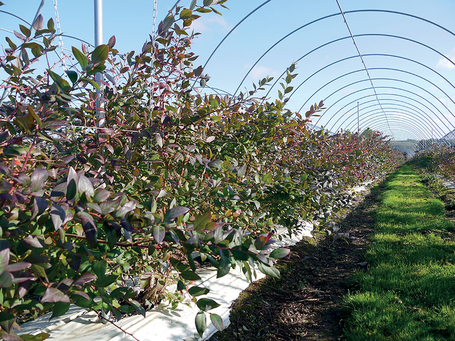 blueberry farm