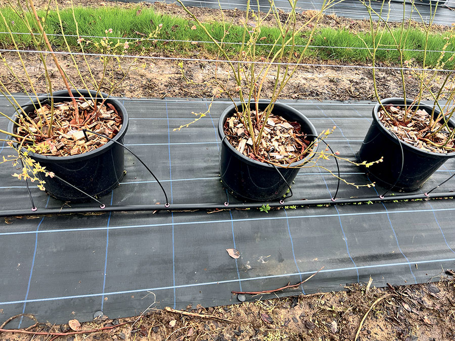 blueberry trees