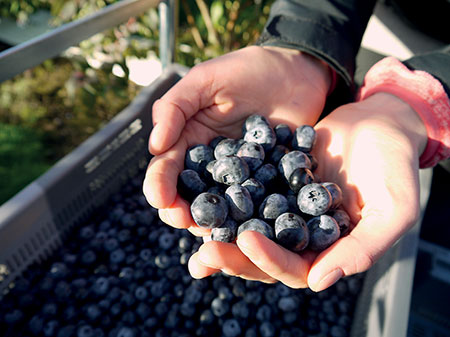 Mee Blueberries