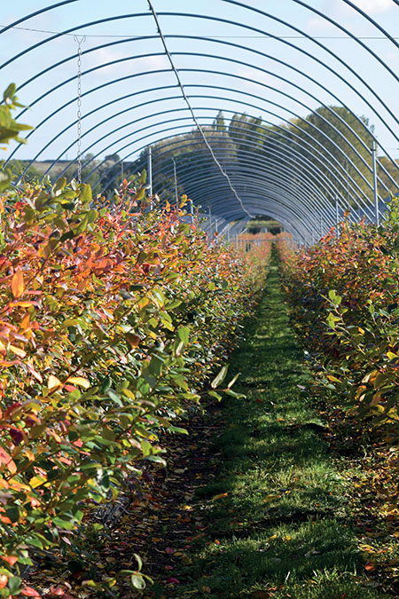 blueberry farm