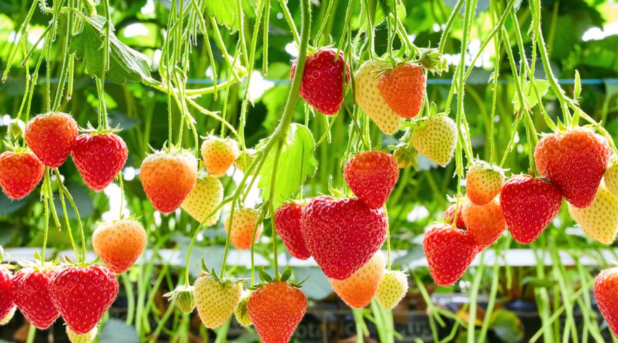 A West Sussex-based The Summer Berry Company has been recognised for its raspberry and strawberry varieties at the Superior Taste Award.