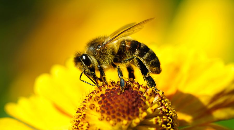 Today marks the start of Insect Week initiated by the Royal Entomological Society, which encourages people to learn about insects.