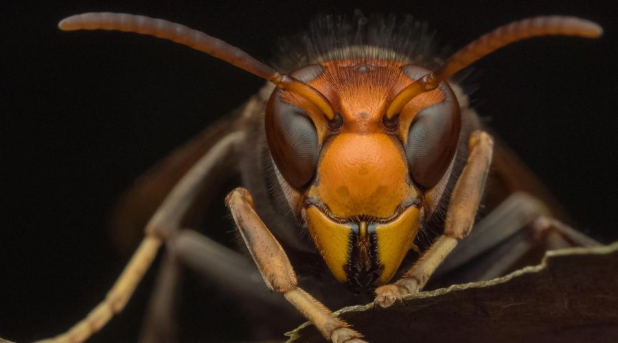 Asian hornets survived UK winter for the first time, Defra confirms. Fera Science Ltd completed analysis on APHA’s National Bee Unit samples.