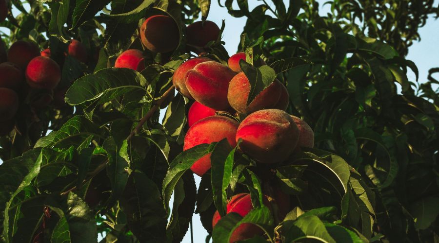 peach trees