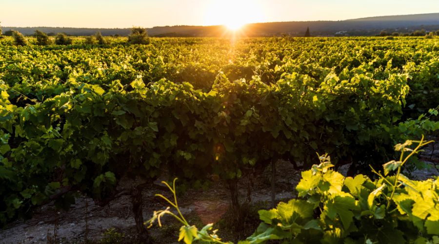The Hutchinsons Vineyard Guide launches as a comprehensive tool for vineyard agronomy and accompanying support service.