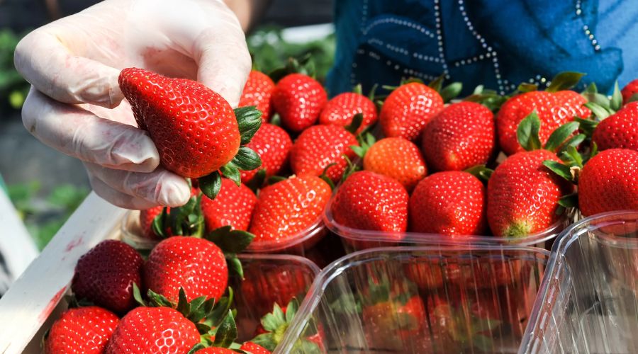 The Pensions Regulator has warned farmers and growers that they may risk a fine if they do not comply with their legal pension duties.