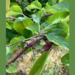 Top fruit growers have been given an insight into the latest findings from a series of orchard trials run by agronomy firm Hutchinsons. 