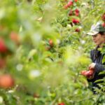 Food inflation is on the rise again due to National Living Wage going up, according to British Apples & Pears Limited.