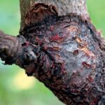 Fruit tree that requires disease management