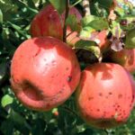 Providing enough calcium is crucial for improving fruit quality and shelf life, explain Hortifeeds and Croda Europe Ltd experts.